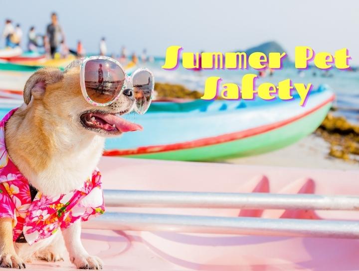 Summer Pet Safety Tips Solomons Veterinary Medical Center